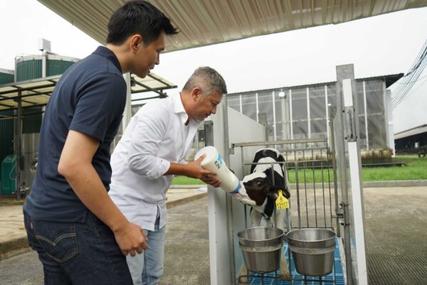 Cerita Gading Marten Soal Susu Gempi: Kini Adopsi Anak Sapi Demi Komitmen Gaya Hidup Sehat Cerita Gading Marten Soal Susu